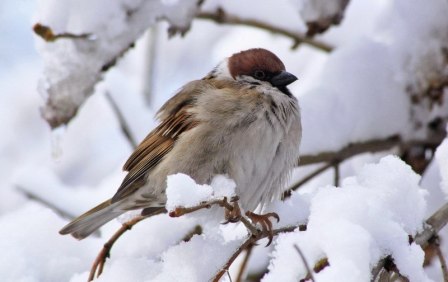 Птица мёрзнет зимой